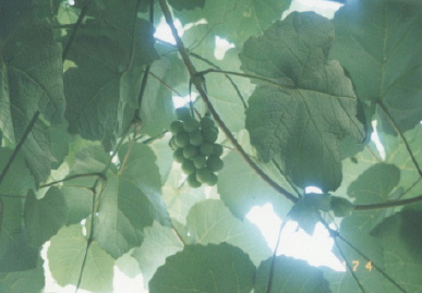 2001.8.17.yumi-4.jpg (42357 バイト)