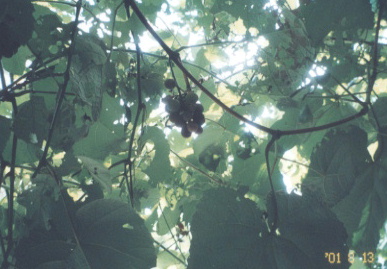 2001.8.17.yumi-5.jpg (57556 バイト)