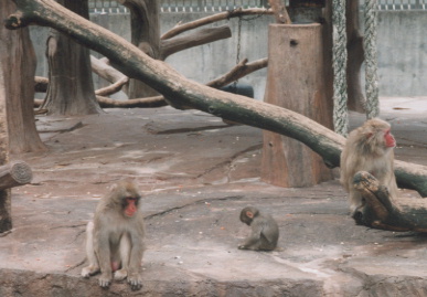 2002.10.8.doubutuen-yumi-3.jpg (51287 バイト)