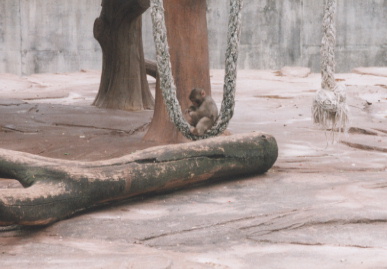 2002.10.8.doubutuen-yumi-5.jpg (45374 バイト)