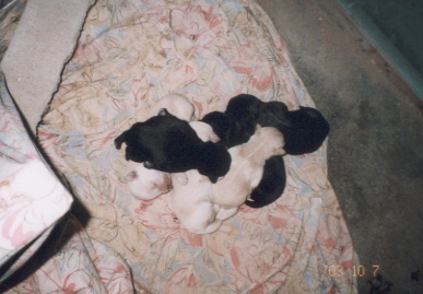 2003.10.6.bear-1.jpg (49236 バイト)