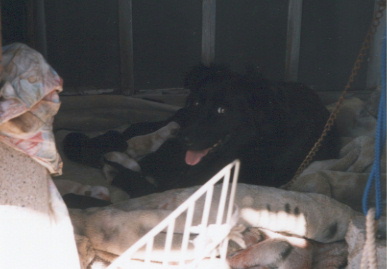 2003.10.6.bear-2.jpg (36424 バイト)