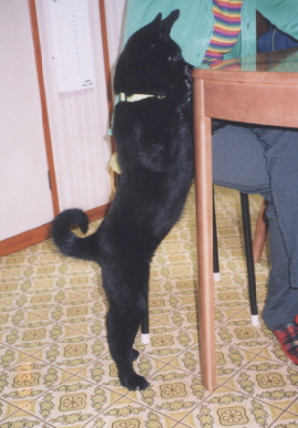 2003.5.9.kumako.yumi-1.jpg (51932 バイト)
