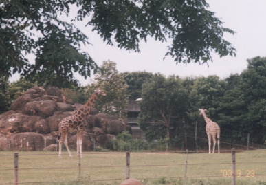 2003.9.23.doubutsuen-3.jpg (57015 バイト)